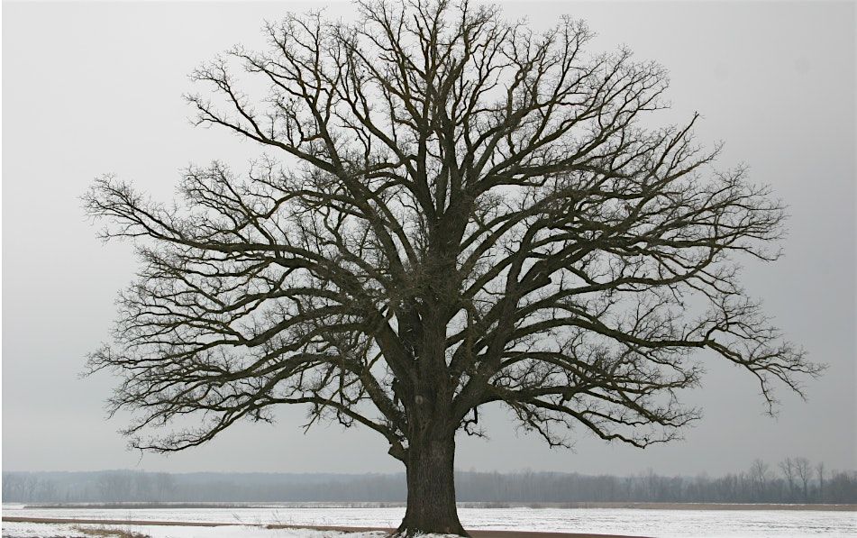 Winter Tree Identification-  Salford Tree trail