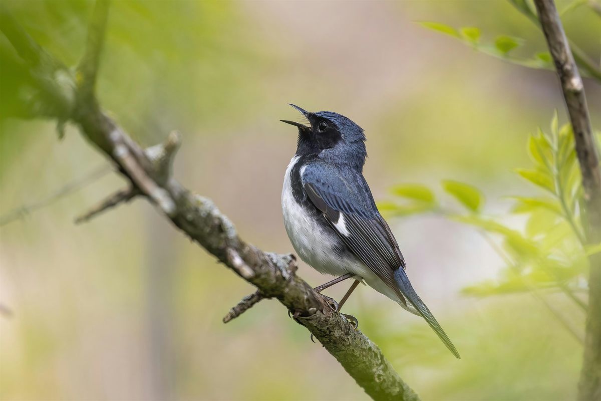 The Harmony of Bird Song