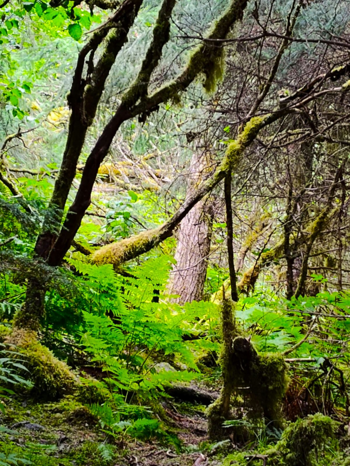 Elemental Sound Bath Balancing our Earth within Aug 23rd 11 AM