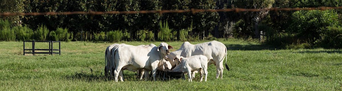 Cattle Breeding Season Management