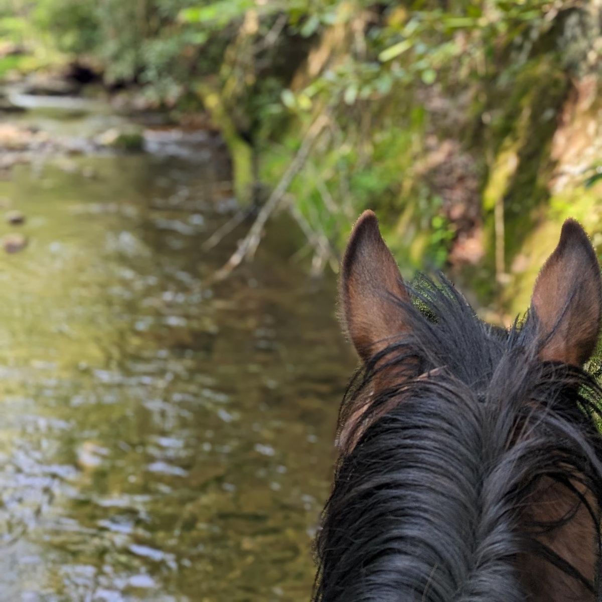 Safe Riding and Handling Outside of Lessons