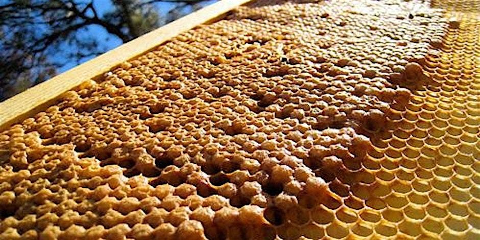 Bees 104: Diseases and Pests IPM 2026