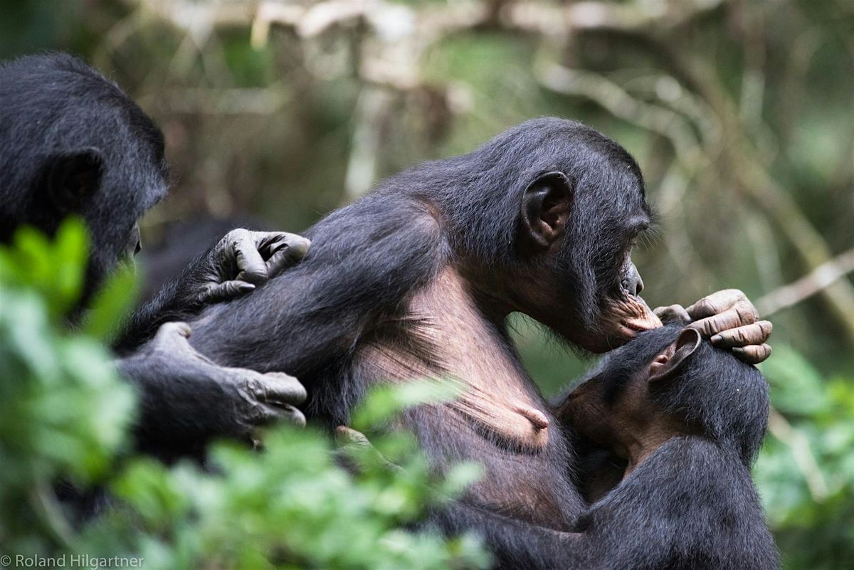 Bonobos: How the \u201cHippie Chimps\u201d Can Transform Our World