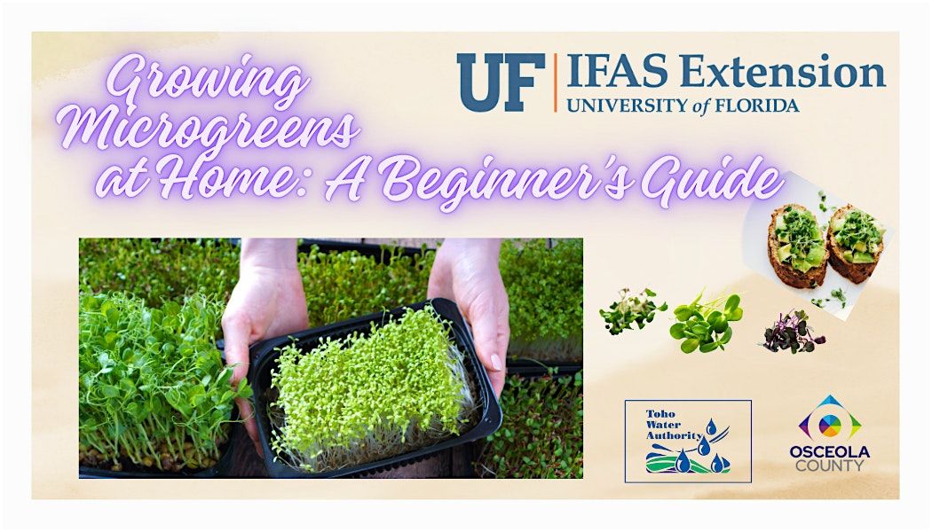 Growing Microgreens at Home \u2013 A Beginners Guide