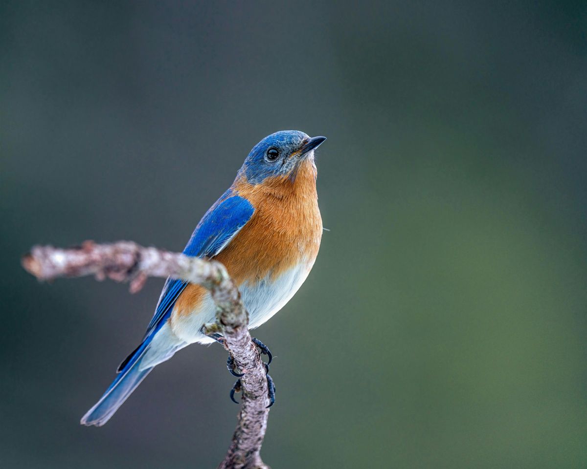 Birding at Burden September 2025