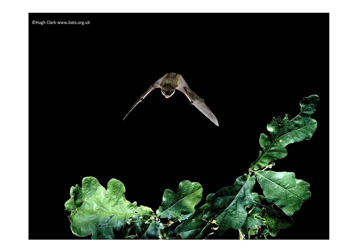 Bat Walk - Cwmdonkin Park