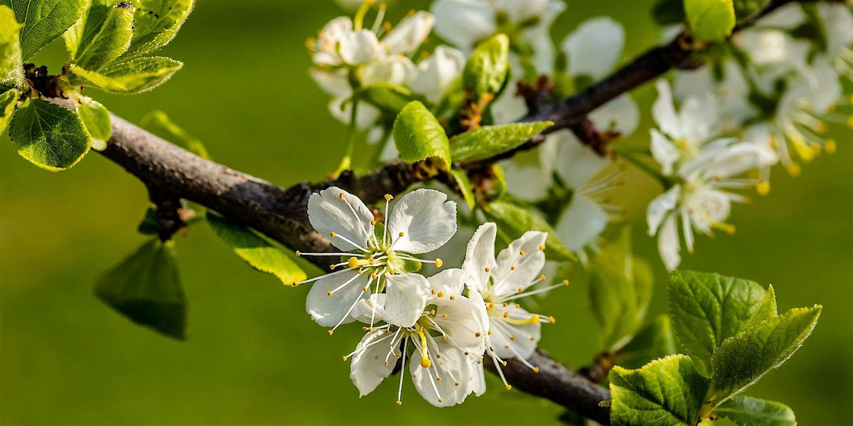 Celebrate Florida Arbor Day!