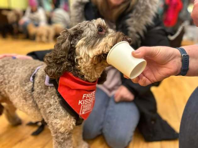 Valentine's Dog Party - Lanarkshire