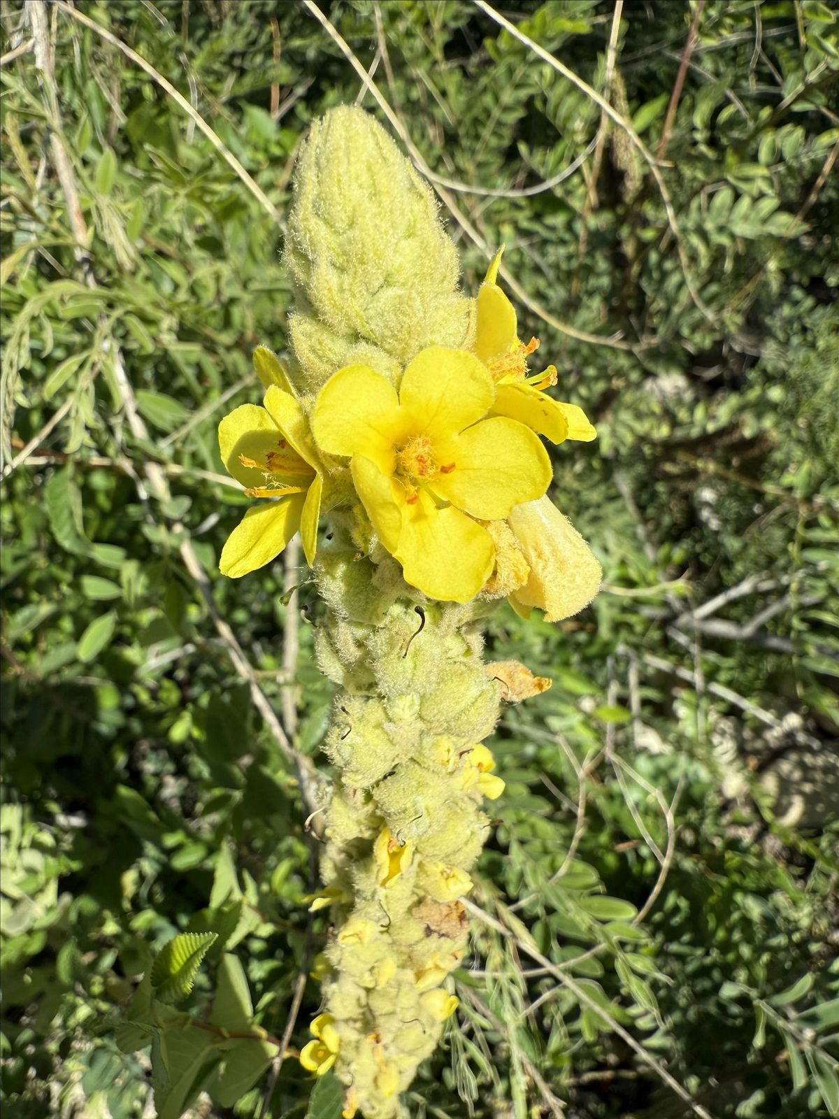 September foraging\/plant ID class