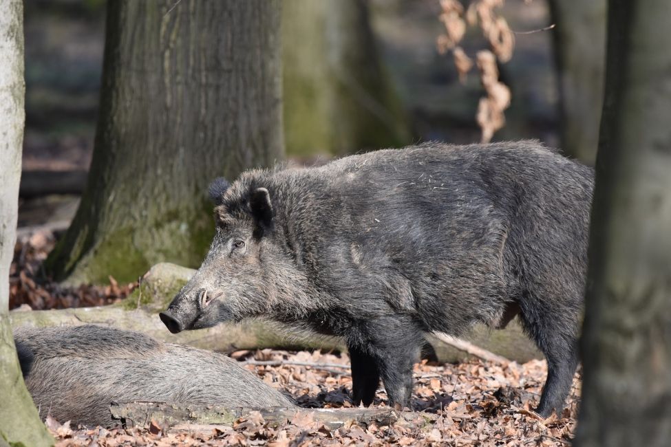 Exkursion: F\u00e4hrtenlesen in der Wahner Heide [UBZ]