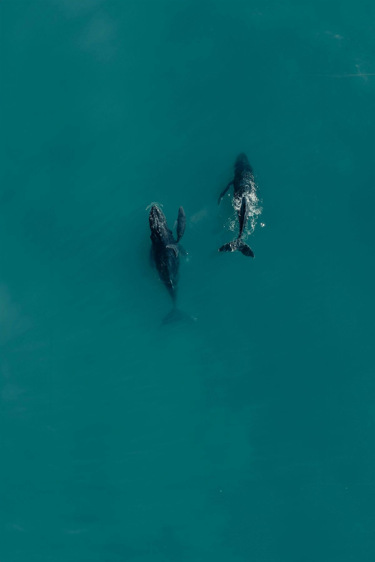 Ocean Hackathon\u00ae Congo 2025