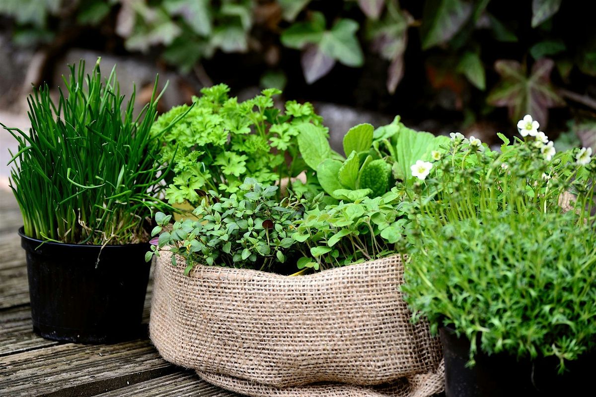 Planting an Herb Garden