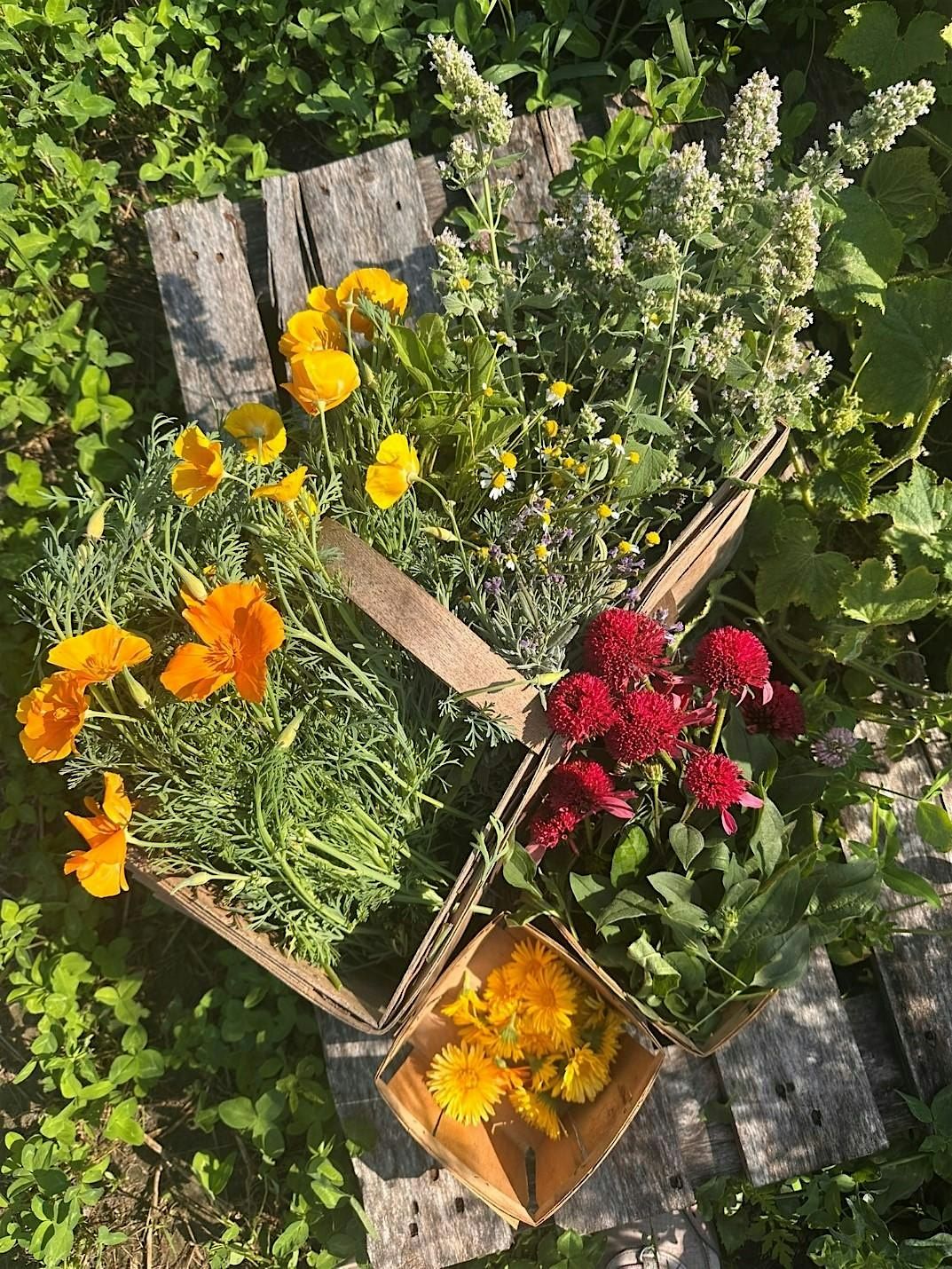 Herbal Harvest: Harvesting and Drying Herbs
