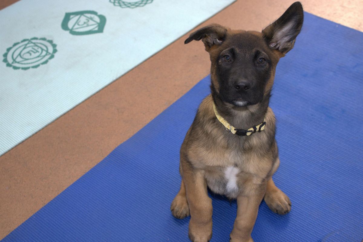 Puppy Yoga Adoption Event Featuring PoundPuppyZ Rescue