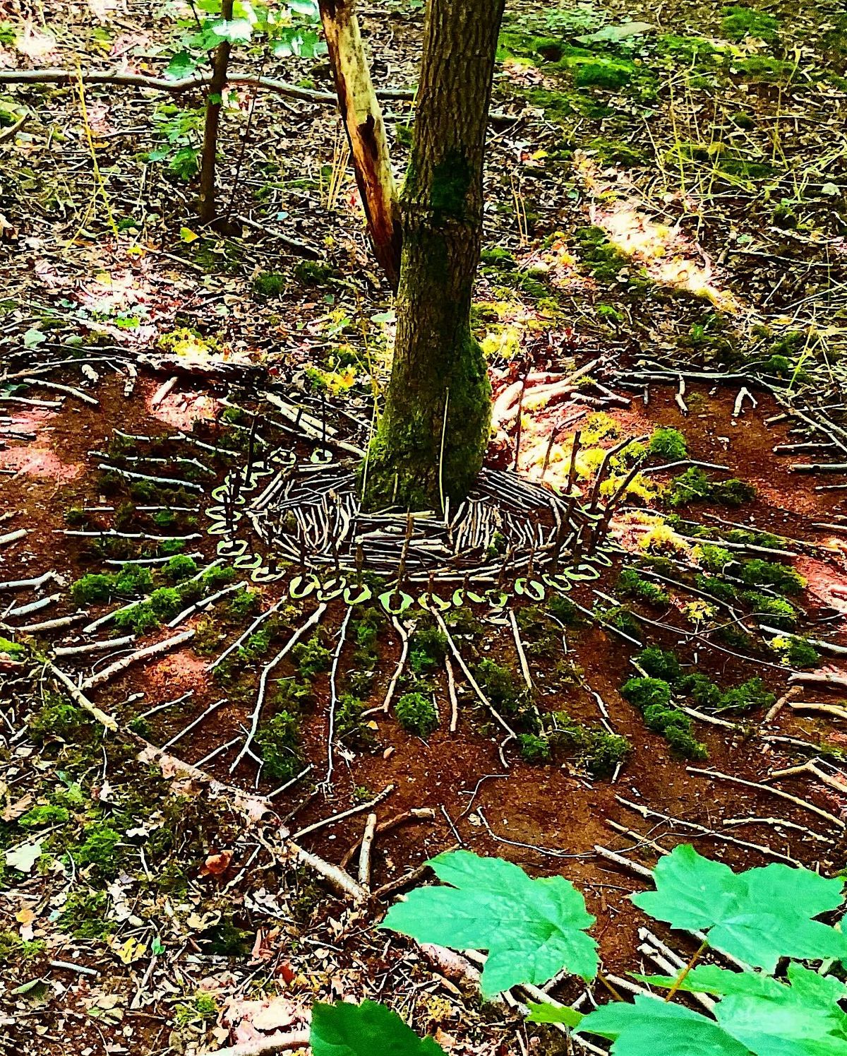 Woodland Wellness Workshop