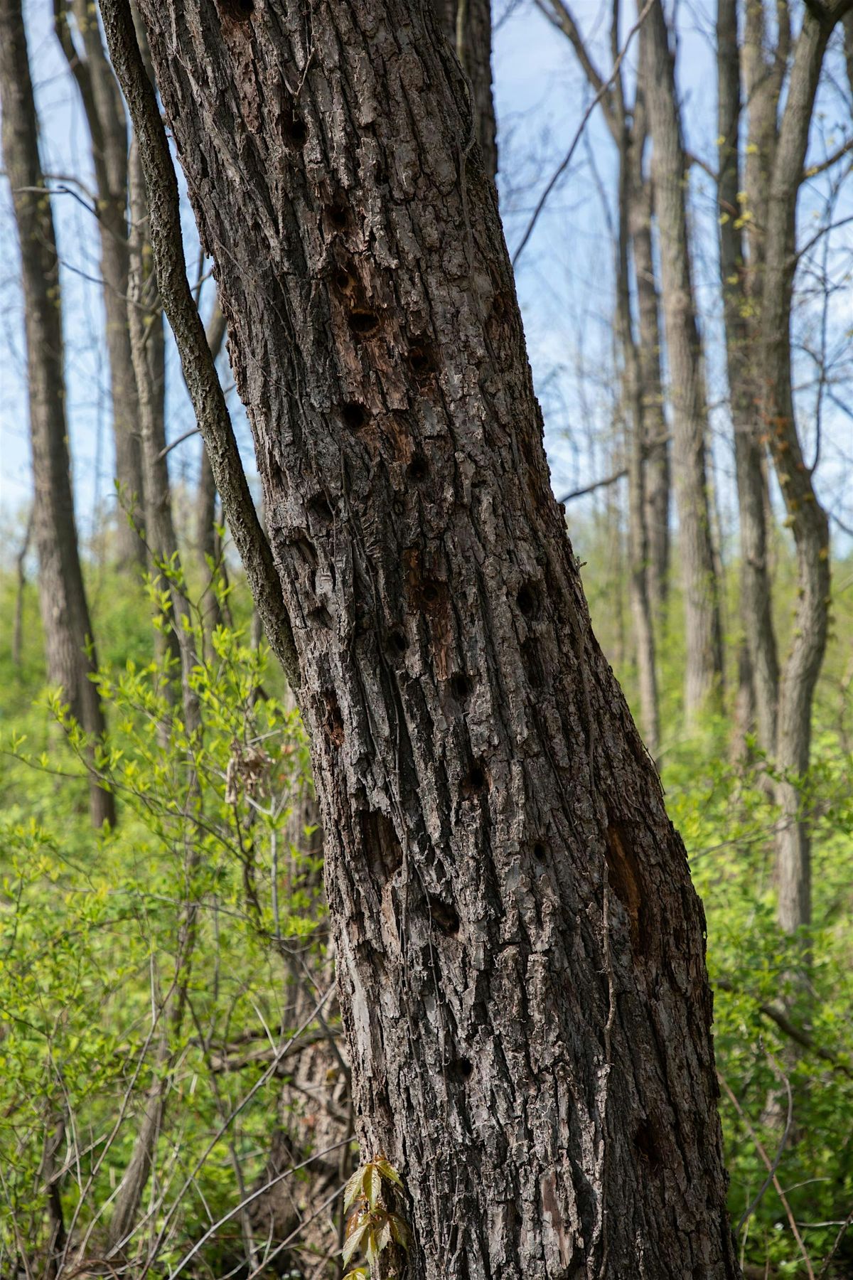 Guided Tree ID Walk