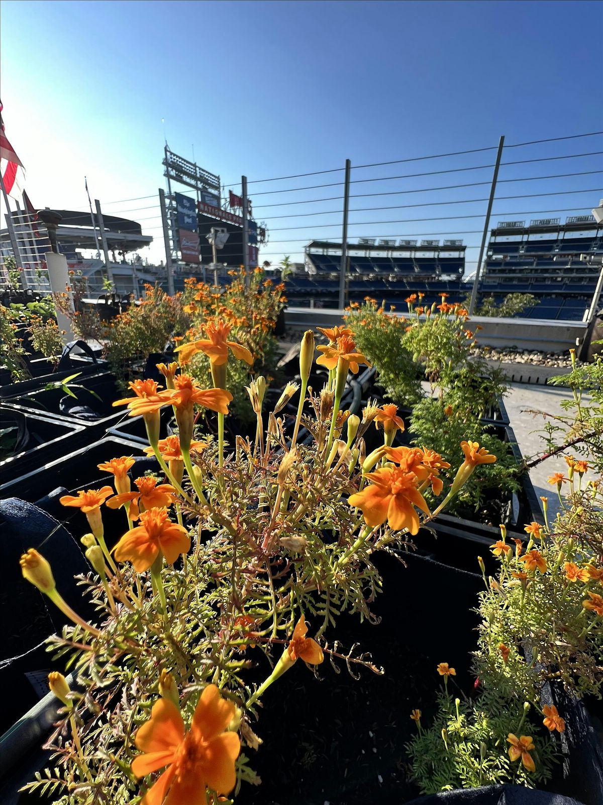 Nationals Park Garden Volunteer