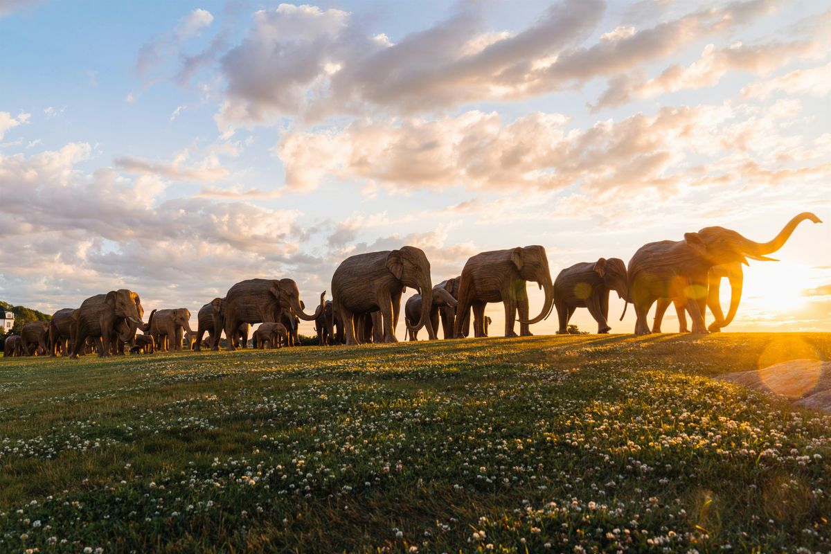 Elephant Guardians