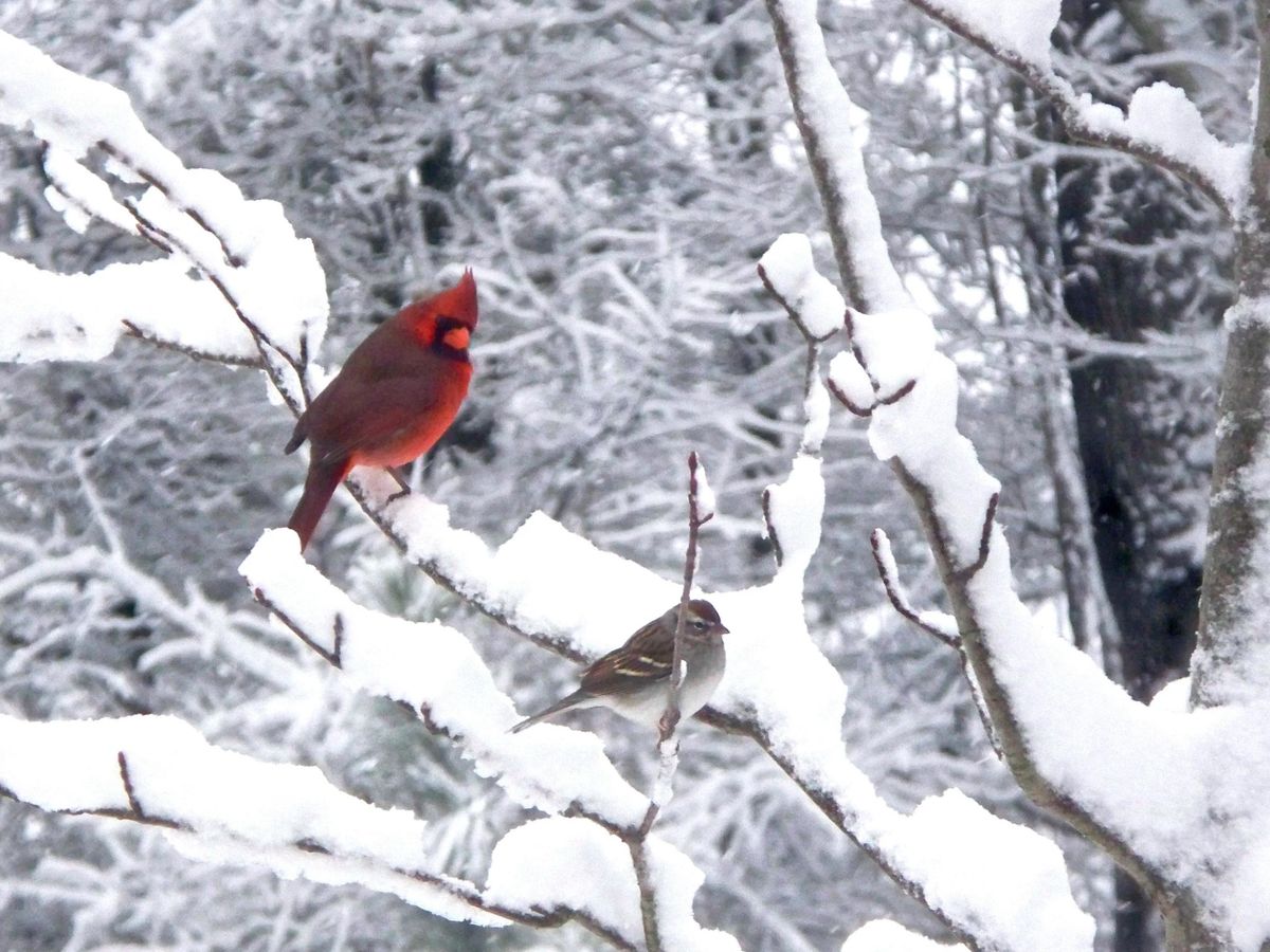 Winter Birds 