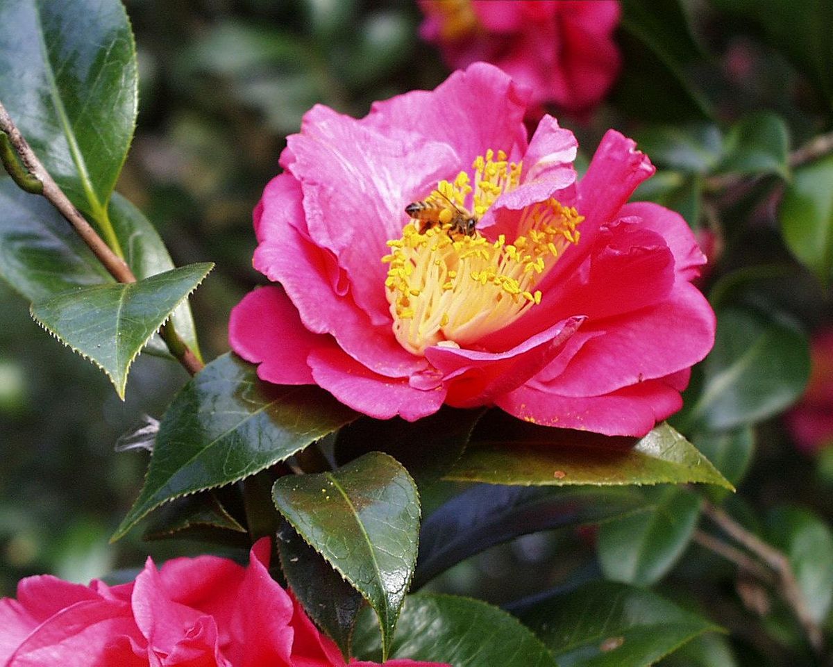 Camellia Walking Tour with Robert Bowden