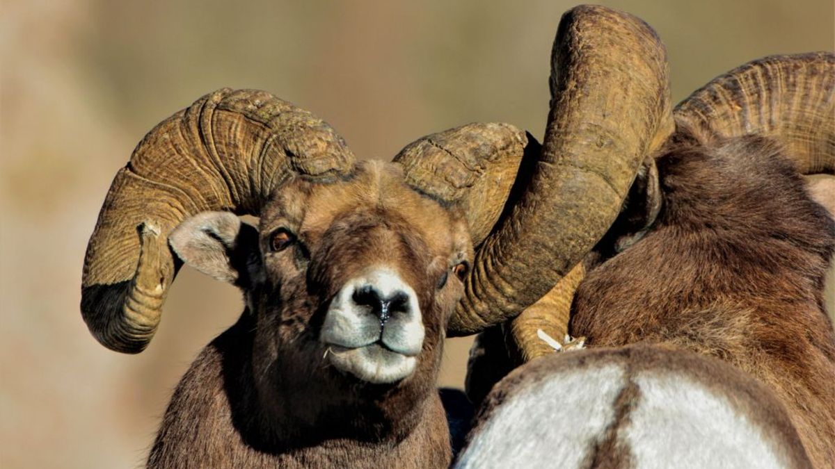 40th Convention: Wyoming Wild Sheep Foundation