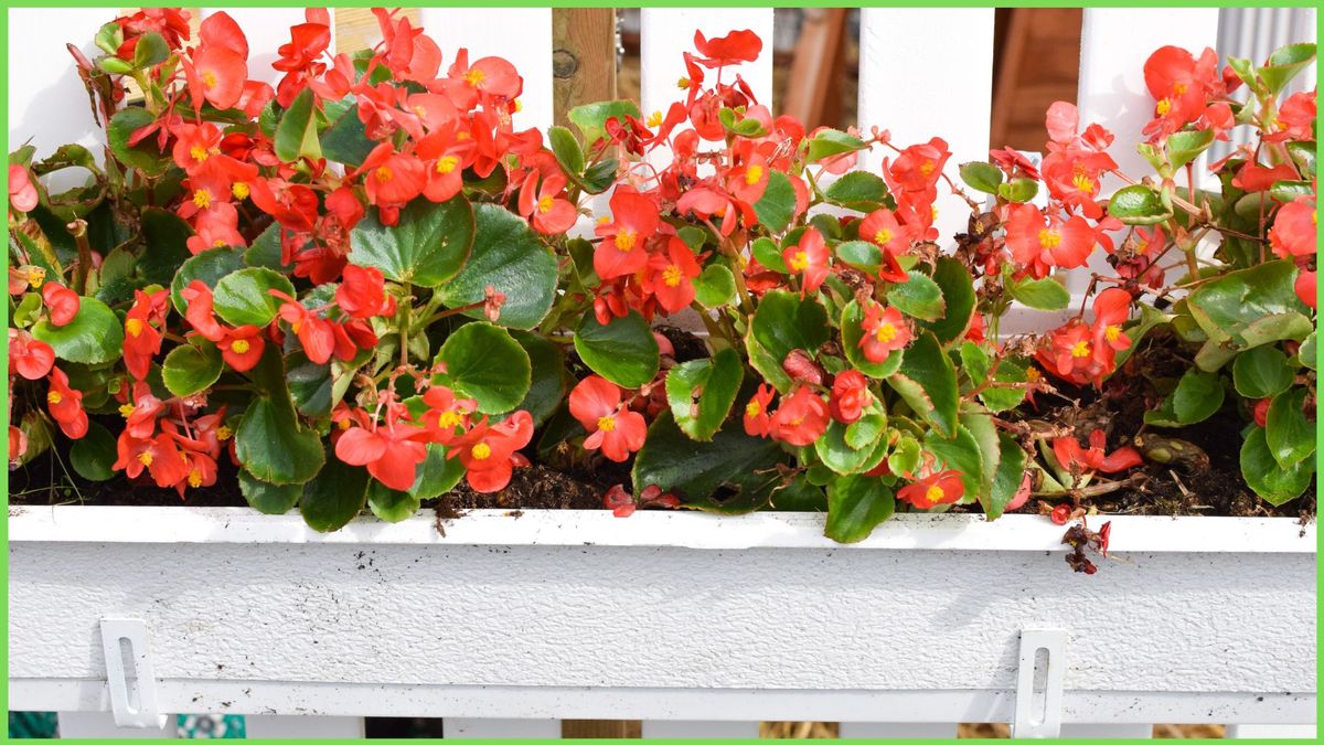 Getting Started with Begonias