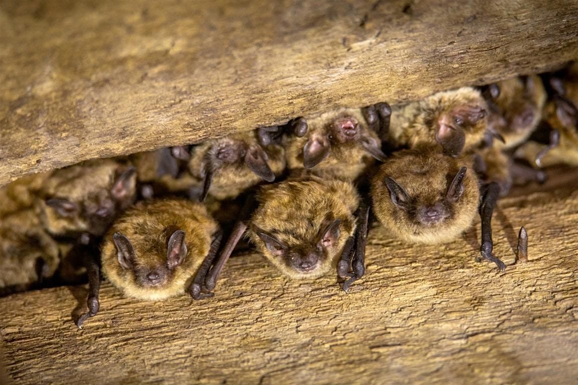 Bats in the Weaselhead