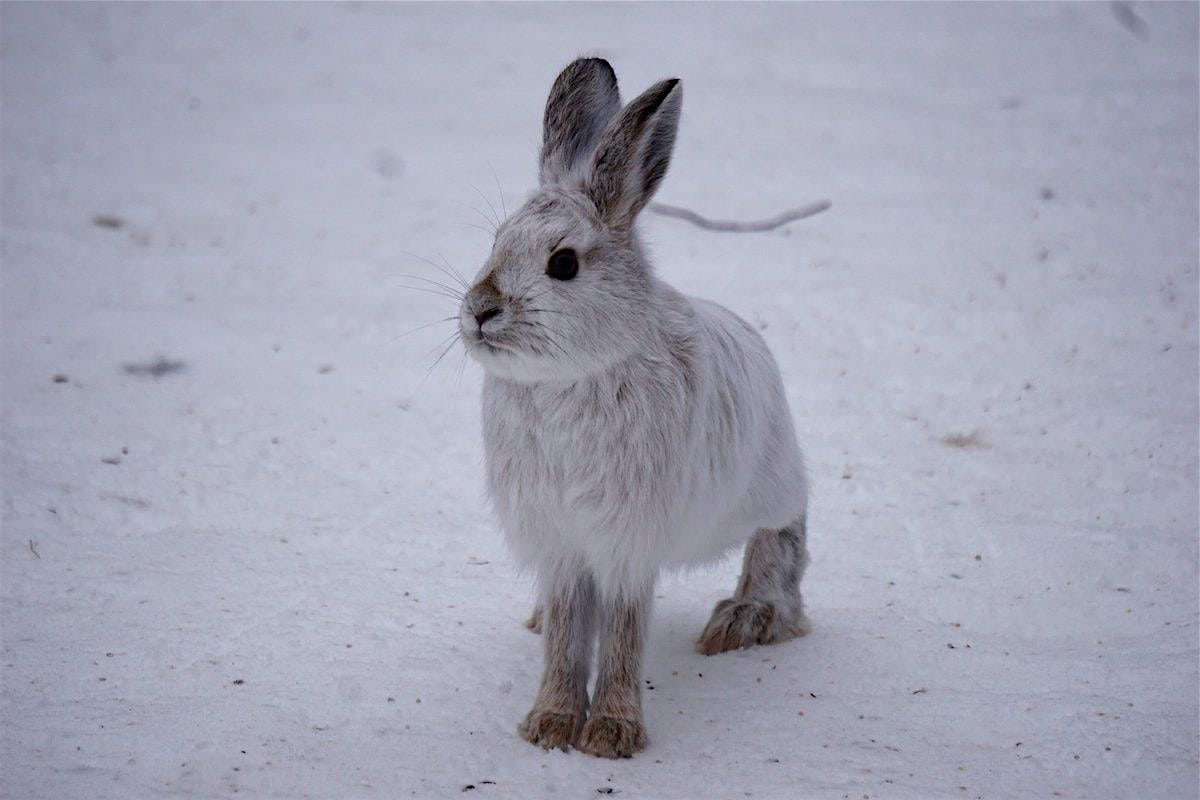 Animal Adaptations in Winter: Guided Hike