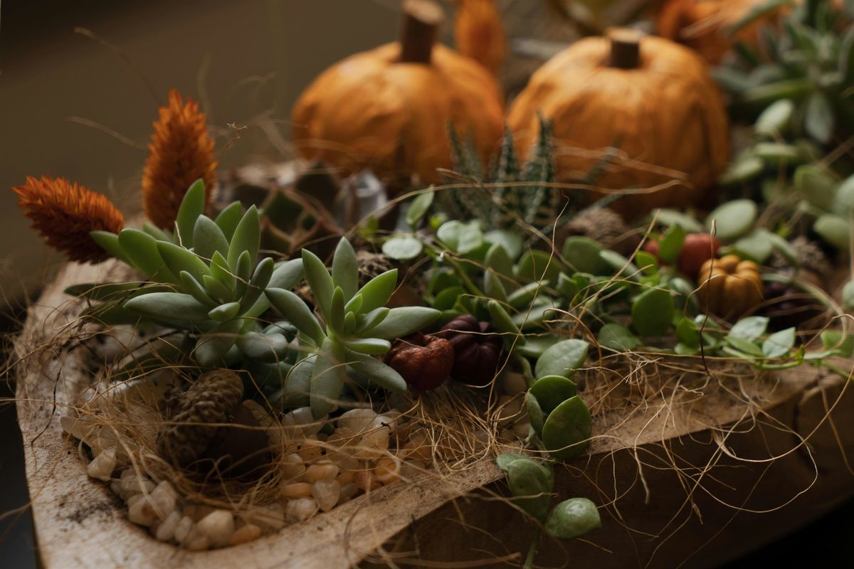 Huckleberry Sprig's Fall Succulent Garden Workshop