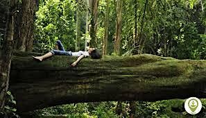 Forest Bathing
