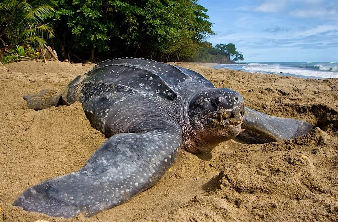 Sea Turtles in Washington?