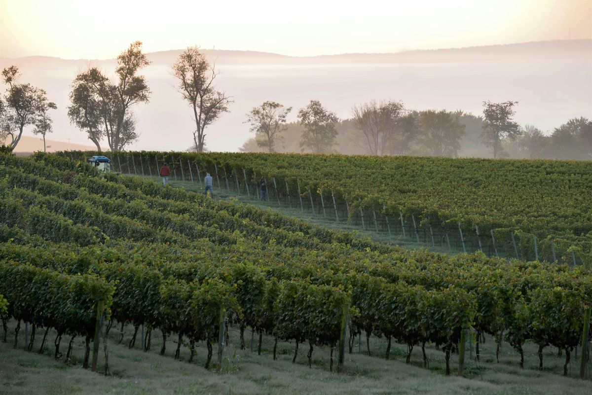 History of Wine Making in America