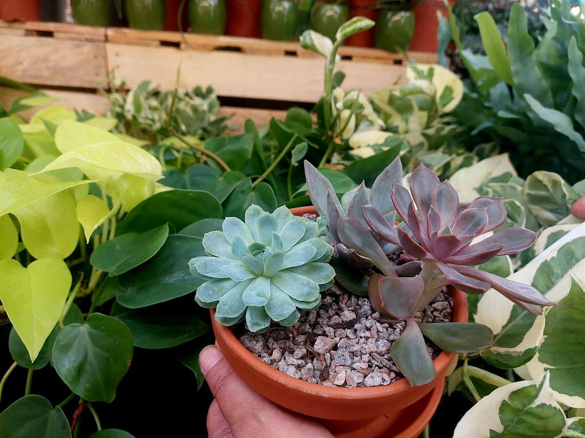 Intro to Houseplants Workshop with Freddie's Fowler's Tapas