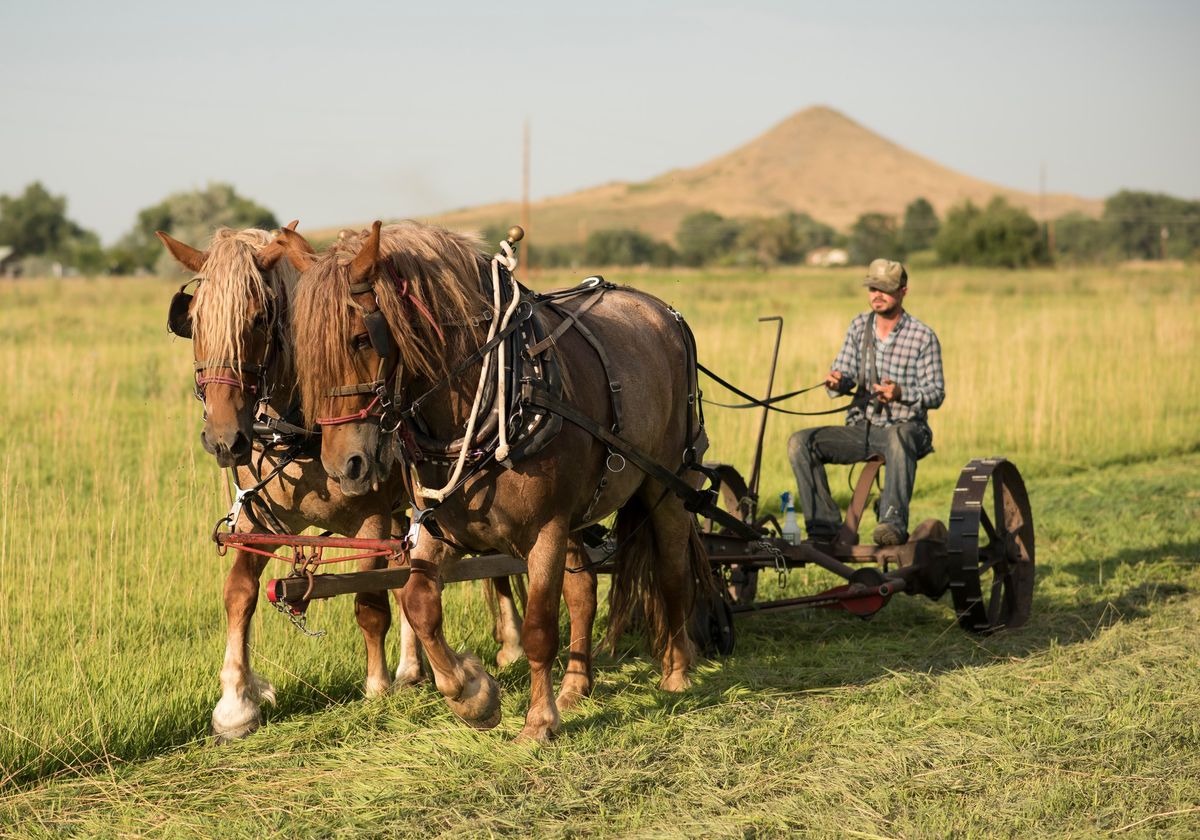 Recovery and Wellness Series: Conscious Reconnection on the Farm 