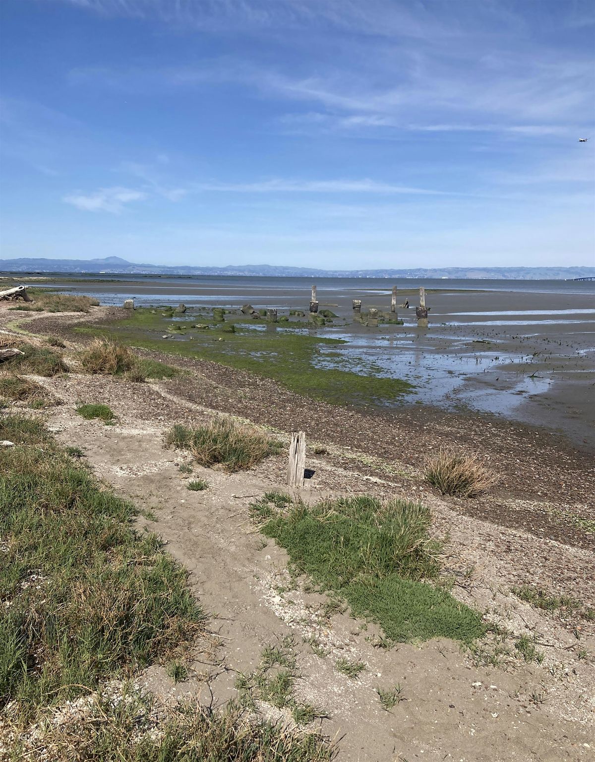 Coyote Point Bioswale Restoration Volunteer Event