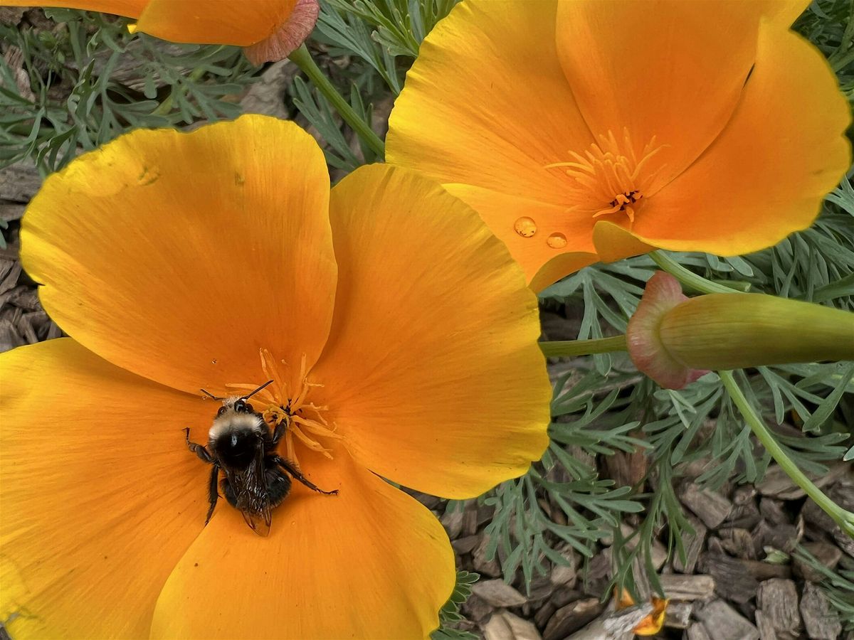 Introduction to San Francisco Native Plants
