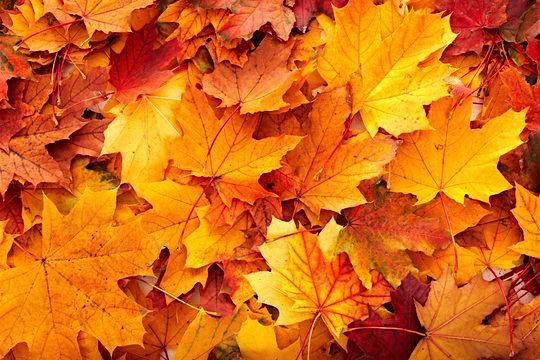 Fall Scavenger Hunt