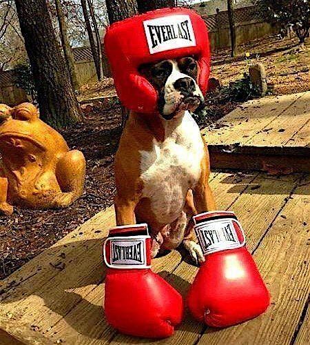 UFC Barks & Brawls