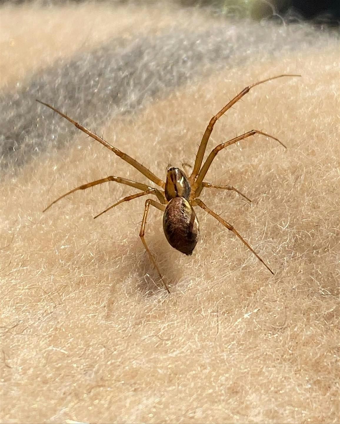 Spider Survey - The Paddock NEW DATE