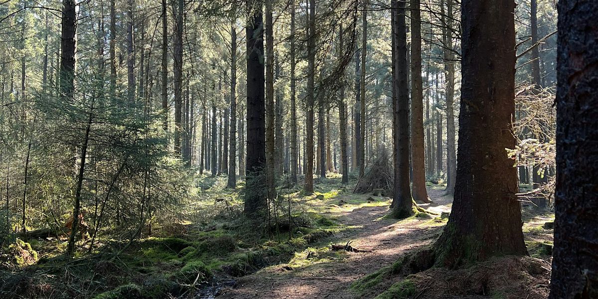 Forest Therapy at Beacon Fell