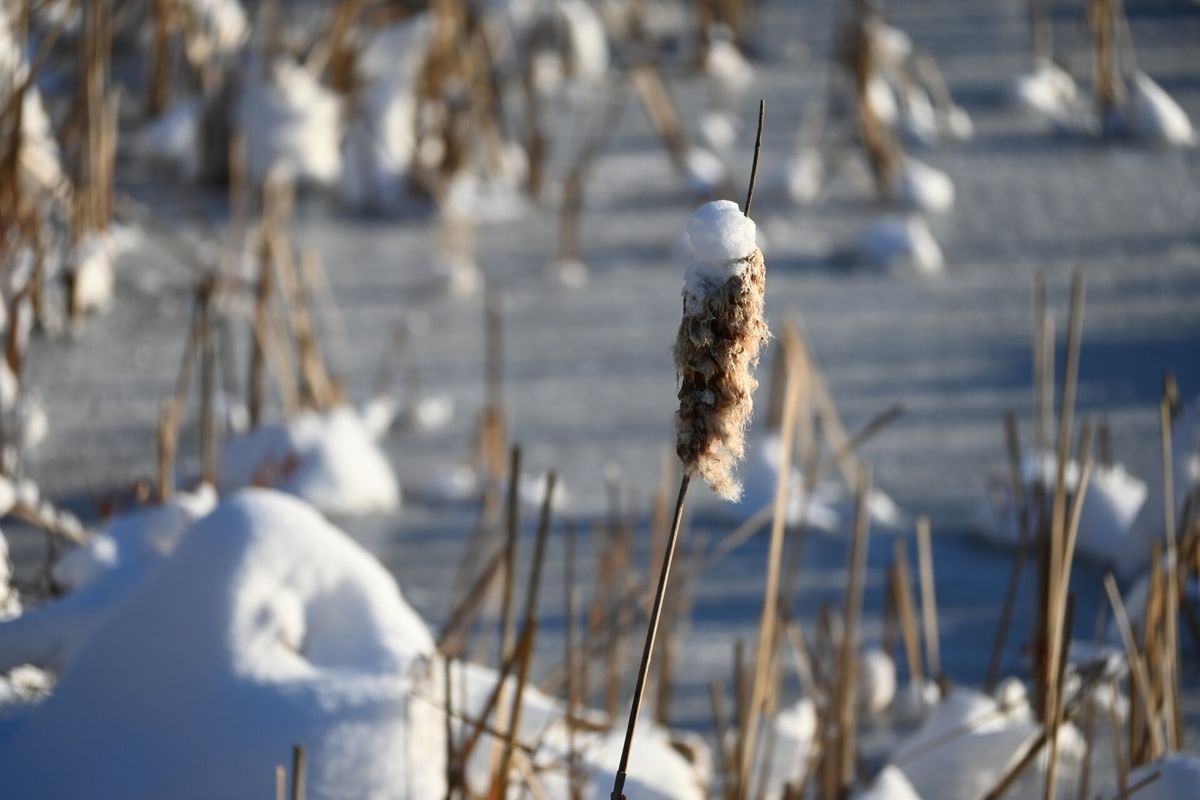 Winter Crow Roost