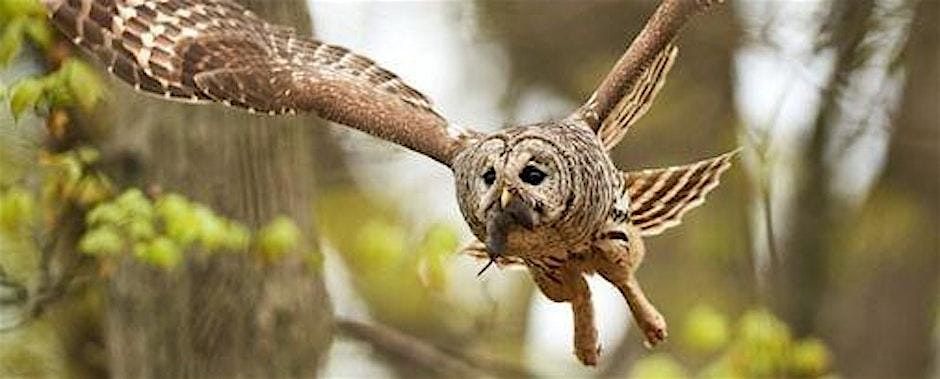 Audubon Society of Rhode Island Volunteer Night to Save Raptors- Smithfield