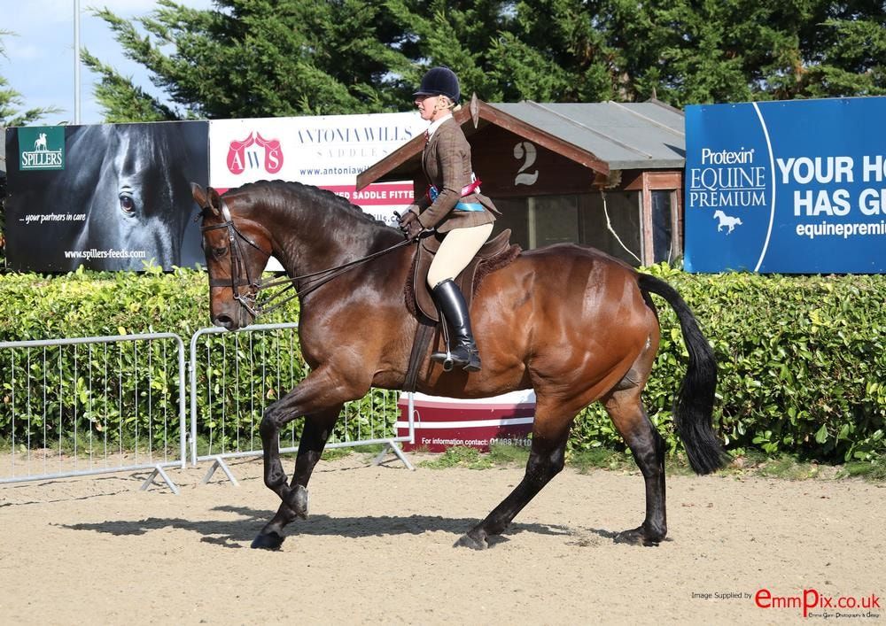 In the Spotlight Inhand & Ridden Show - CROFT TOP EC