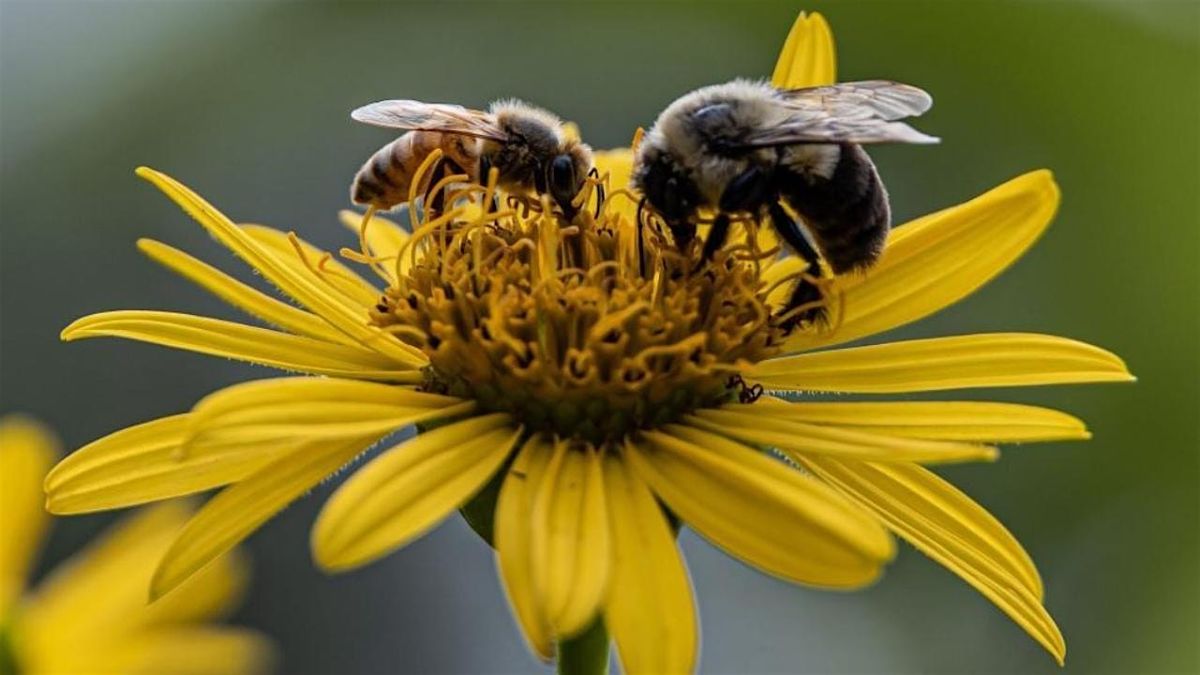October 23: Cognition in Captive and Wild Bumblebees