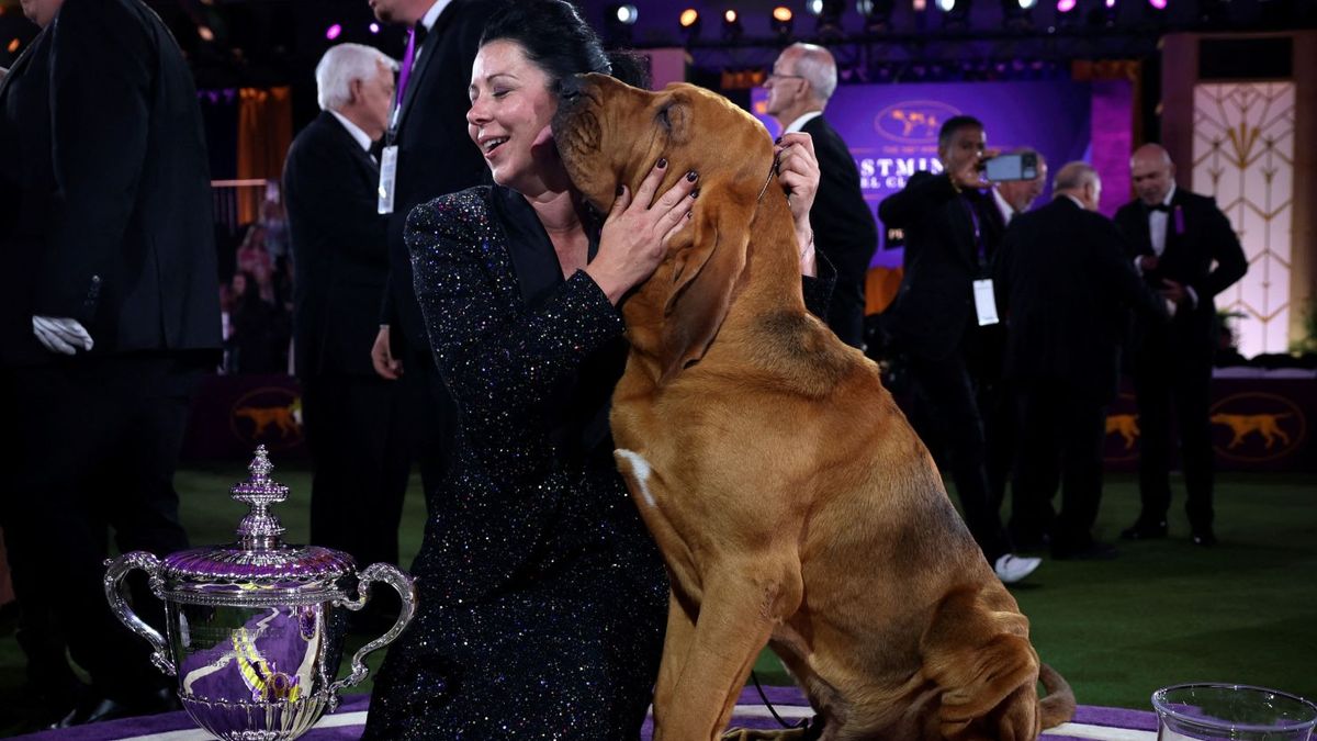 Westminster Kennel Club Dog Show - New York