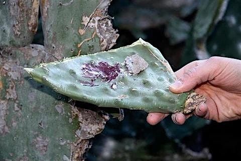 Adult Art Workshop: Painting with Cochineal Dye ~ The Mexican Magical Dog