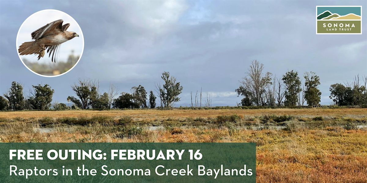 Raptor walk in the Sonoma Creek Baylands 2-16-25