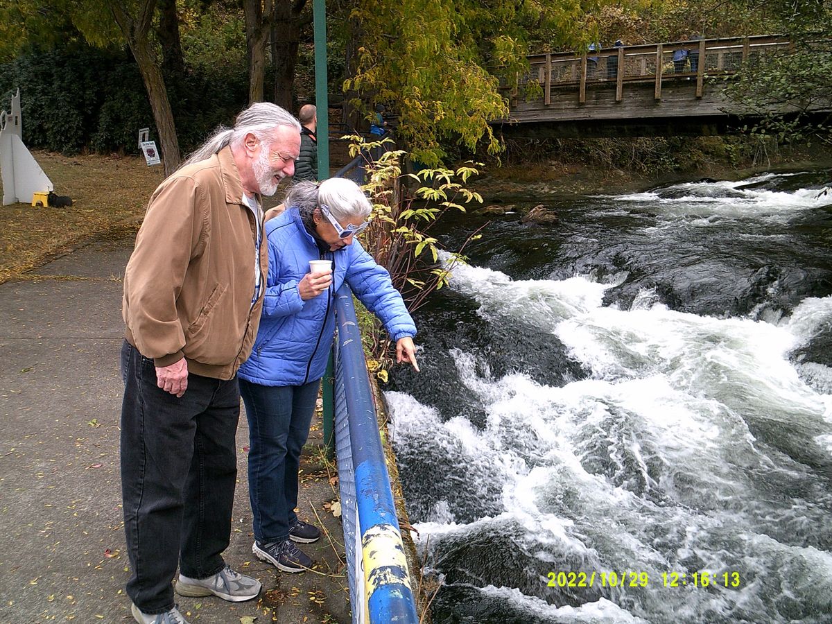 NSEA Salmon Sighting at Whatcom Creek