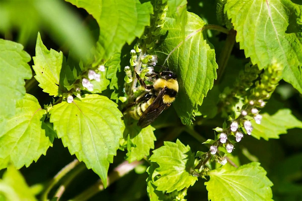 Pinellas FNPS Presents: Our Native Bees