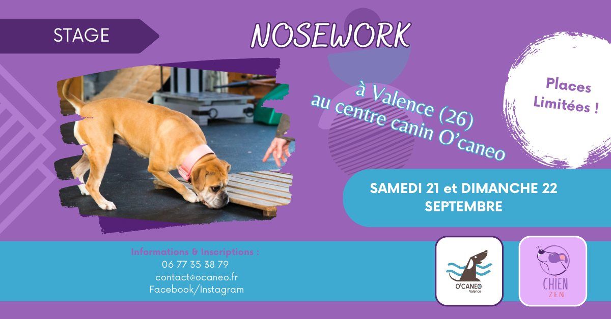 Stage Nosework tous niveaux - avec ChienZen